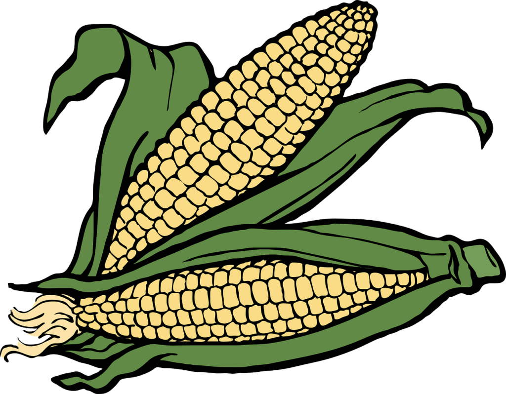 corn, cob, ear-40294.jpg